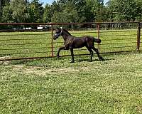 15-hand-friesian-colt