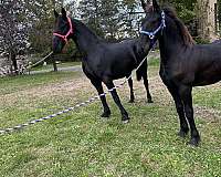 kfps-friesian-colt