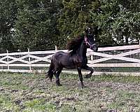 black-stallion-for-sale