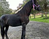 16-hand-friesian-stallion