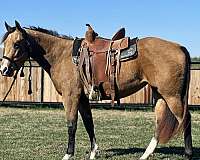buckskin-snip-3-white-pasterns-horse