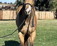 snip-3-white-pasterns-horse