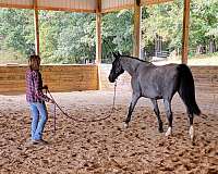 show-tennessee-walking-horse