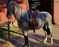 blue-roan-experienced-horse