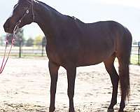 brown-white-stripe-horse