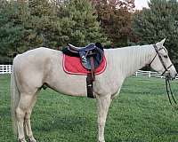 big-bodied-pony