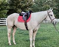 lopes-quarter-pony