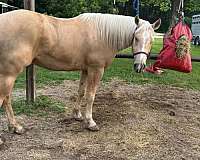 5-years-old-pony