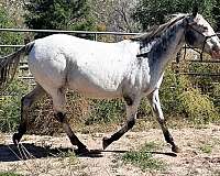 homozygous-mare-appaloosa-horse