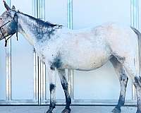 blue-roan-fewspot-horse