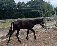 warmblood-mare-gelding