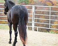 dressage-friesian-quarter-horse