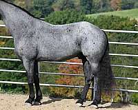 blue-roan-roan-friesian-quarter-horse
