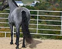 blue-roan-athletic-horse