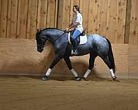 blue-roan-gaited-horse