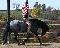 blue-roan-jumping-horse