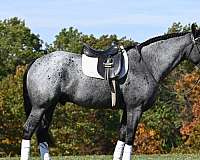 blue-roan-trail-riding-horse