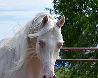 cremello-half-arabian-horse