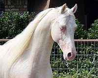 cremello-stallion-foal-for-sale
