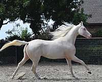 cremello-arabian-stallion-foal