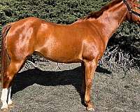 and-willing-quarter-horse