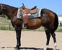 14-hand-quarter-horse