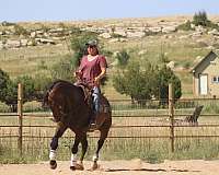 quarter-horse-gelding