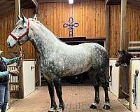attention-percheron-horse