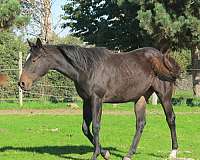 bay-thoroughbred-filly