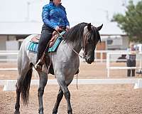 blue-roan-register-of-merit-horse