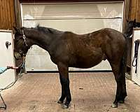 acps-usef-thoroughbred-colt-mare