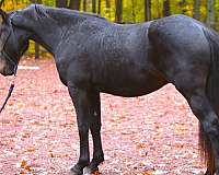 freisian-pony