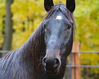 black-all-around-sport-pony