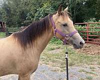 affordable-welsh-cob-horse