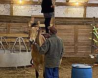 around-welsh-cob-horse