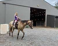 bathes-welsh-cob-horse