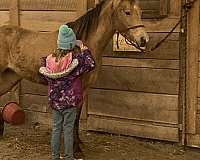 beach-welsh-cob-horse