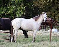 cowboy-mounted-shooting-appaloosa-horse
