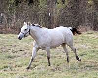 halter-appaloosa-horse