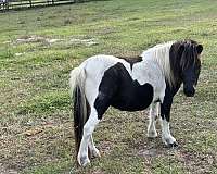 breeding-miniature-horse
