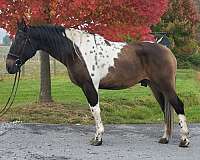 ranchwork-horse