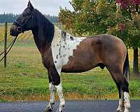 ranchwork-paint-horse