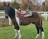 grulla-paint-horse