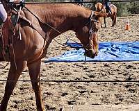 hunt-seat-equitation-appendix-horse