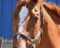 hunter-under-saddle-appendix-horse