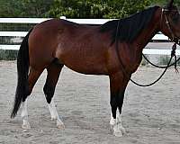 half-arabian-horse