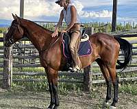 flashy-started-under-saddle-horse