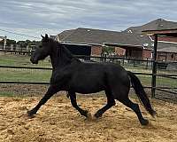 black-andalusian-friesian-foal