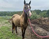 breeding-rocky-mountain-horse