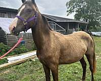 breeding-mare-rocky-mountain-horse